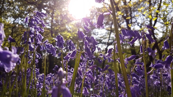 Latest Friends on Friday Video: Carpet of Bluebells